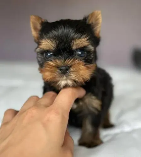 Yorkshire Terrier Mini Filhotes Excelente Companhia. 