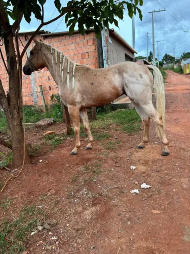 Cavalo quarto de milha puro a venda
