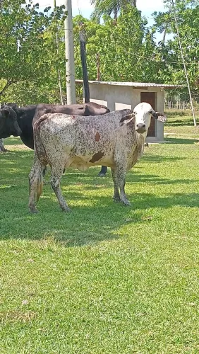 VENDO VACAS ...