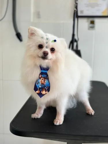 Lulu da Pomerânia