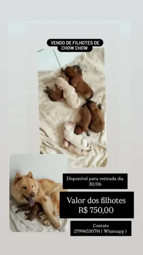 Filhote CHOW CHOW 
