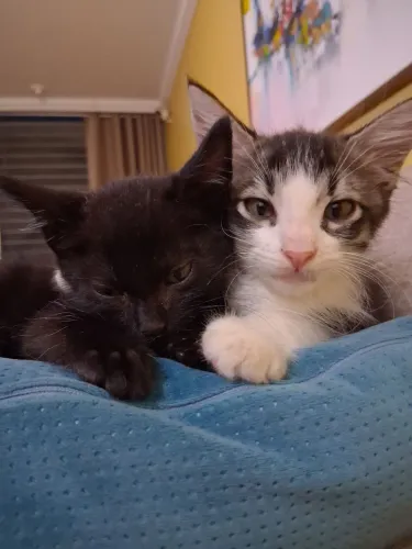 Gatinhos machos para adocao responsável
