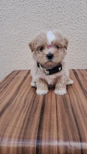 Filhote de Shih-tzu com Poodle