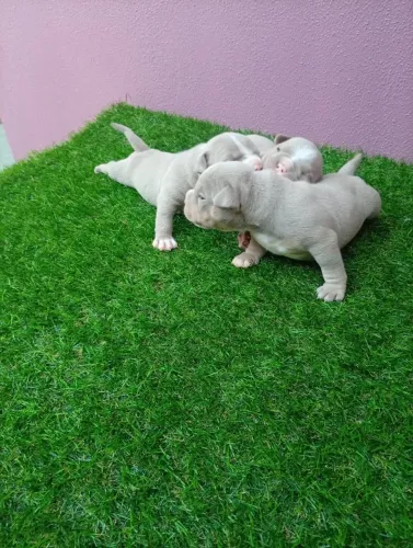 American bully