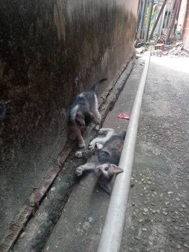 Estou doando gatinho é pq apareceu uma gata aqui em casa i pariu 3 gatinho macho