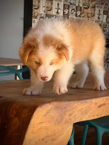 BORDER collie para Resende Rio 