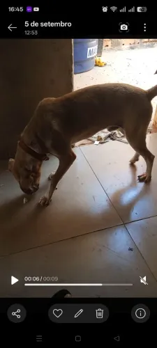 Para adoção