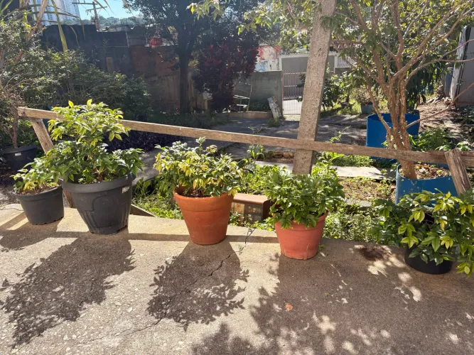 Jabuticaba em vaso - Mudas adultas