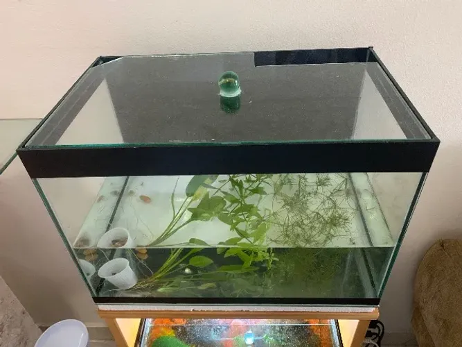 Aquário 25l. 40x23x27 com tampa