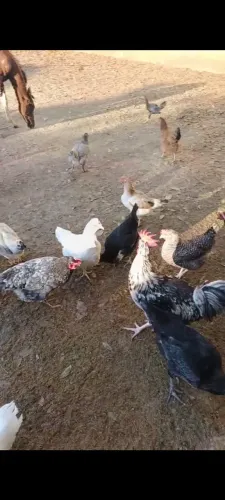 Lote de galinhas caipiras