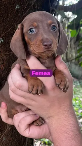 Viva experiências especiais com um dachshund