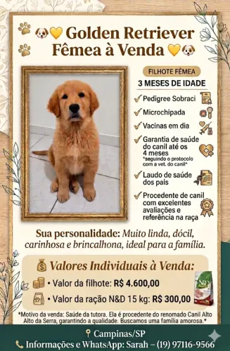 Golden Retriever Fêmea