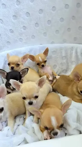 Saia da depressão com um amor incondicional. Lindos chi's de bolsa 