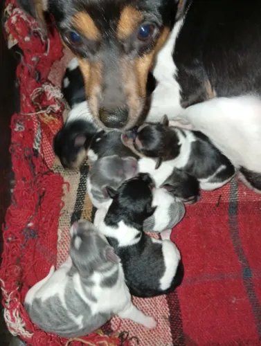 Filhotes de cachorro FOX PAULISTINHA