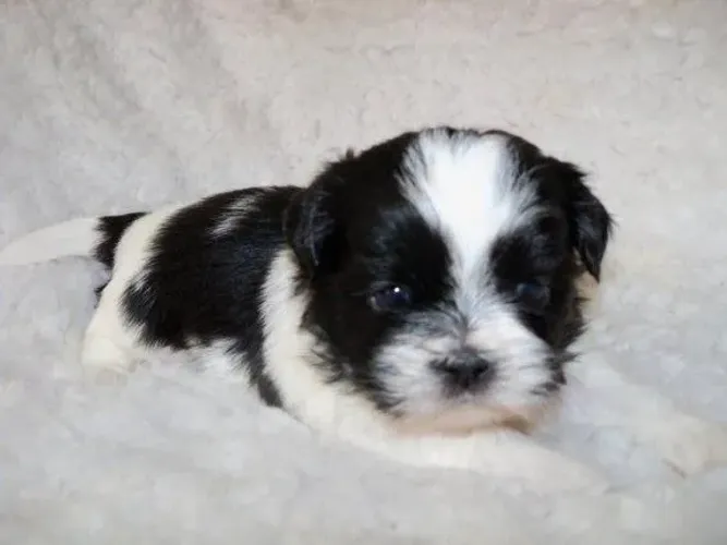 poodle x shitzu Filhotes prontos para ganhar o seu coração. chama 9 9751.6491