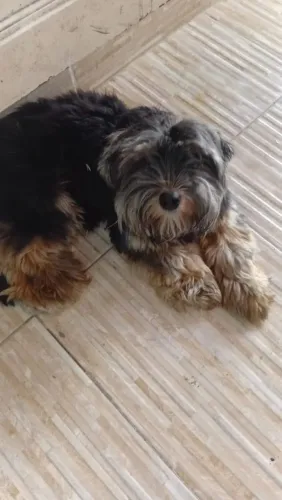Vendo cachorro York chay