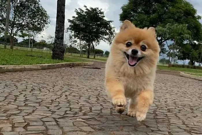 Estou doando Lulu da Pomerânia. Me chamem no WhatsApp *59