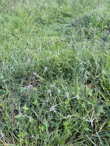 Aluguel de pasto para gado