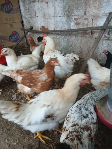 Frangas e Frangos, galinhas e Galos, pintinhos