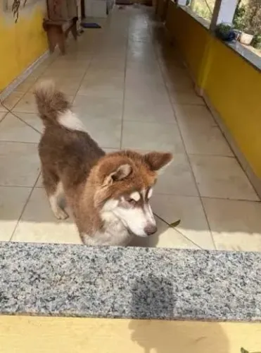 Husky Siberiano, 6 meses, muito dócil e lida bem com crianças