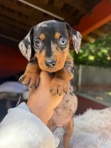 Dachshund macho arlequim olho azul 