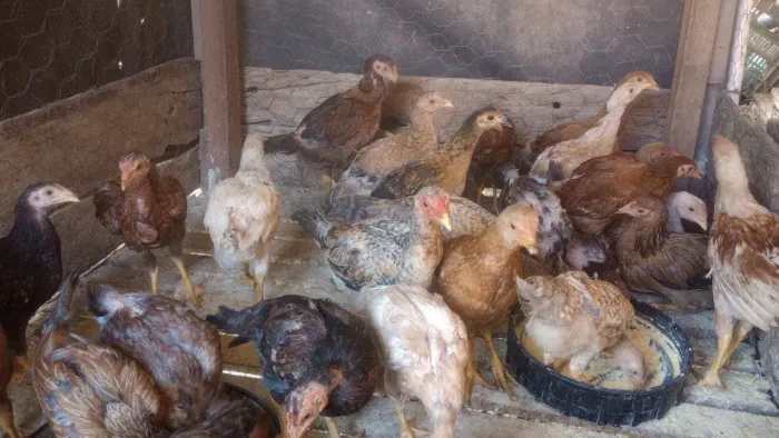 Franguinhos caipira 35 cada