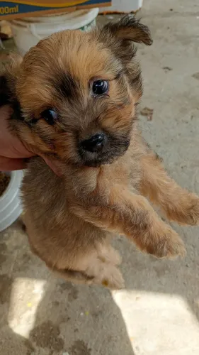 Cachorro pudow