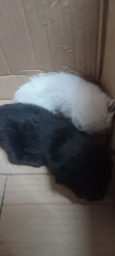 Doa-se Dois Gatinhos Filhotes