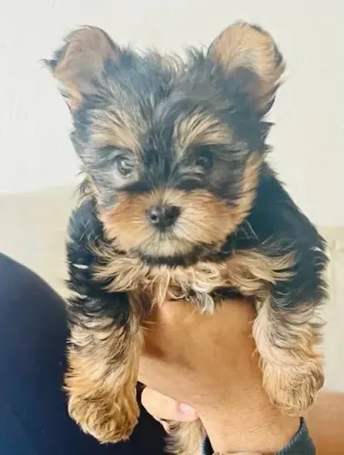 Um lindo e amigável filhote de Yorkshire macho minizinho