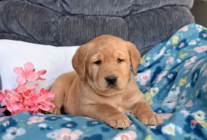 Quer um Labrador incrível? Chama no WhatsApp agora!
