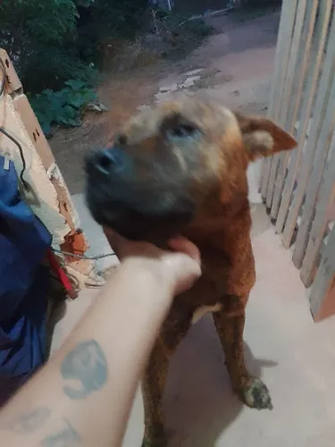 Doação cachorro 1.2 meses 