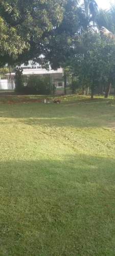 Jardineiro três figueiras/eucaliptos roçagem R$ 180 Hoje
