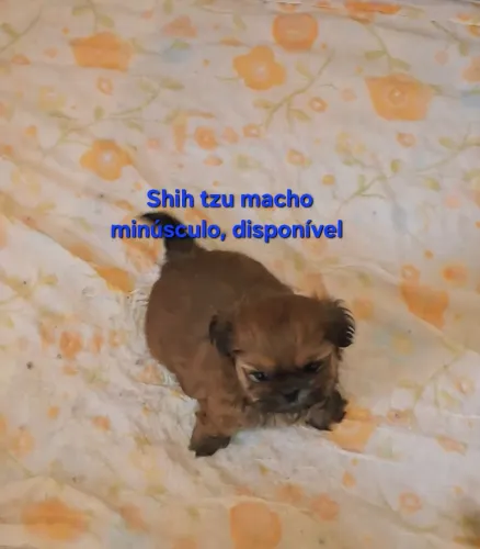 Shih tzu macho minúsculo 