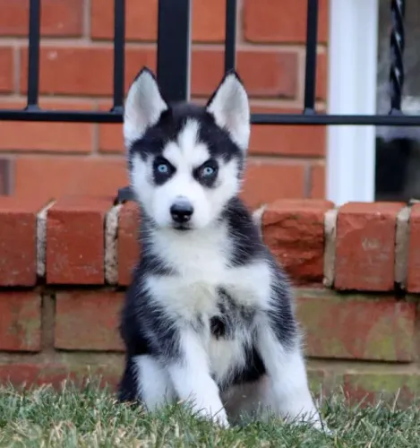 Disponível hoje! Filhotes de Husky Siberiano - Chame no WhatsApp para reservar.