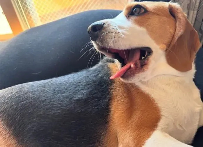 Filhote Beagle, lindos esperando uma família especial!