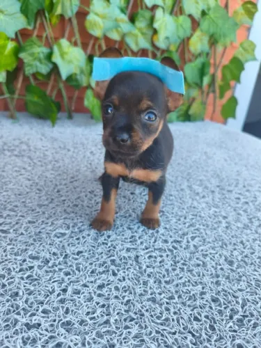 Amor em forma de filhote - Pinscher disponível no chat!