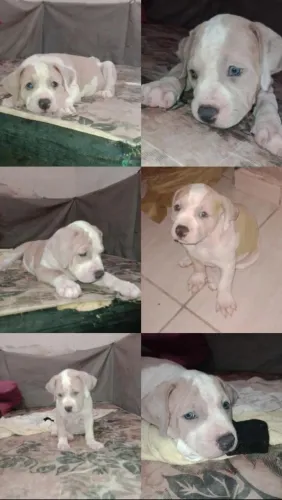 Filhotes Pit Monsters com 55 dias vermifugados 