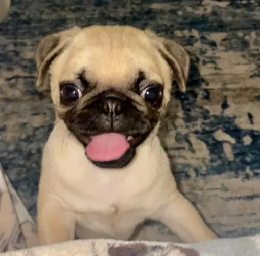 Filhote pug, Um novo amiguinho pronto para fazer parte da sua vida!