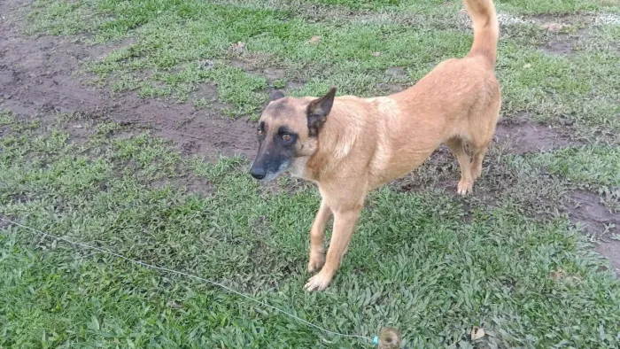 Adoção responsável Pastora Malinois