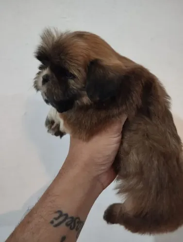 Minis shihtzu de alto padrão 