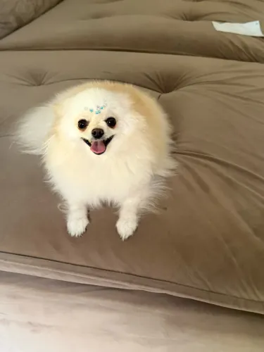 Spitz alemão Lulu da pomerania fêmea adulto