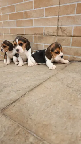 beagles a pronta entrega