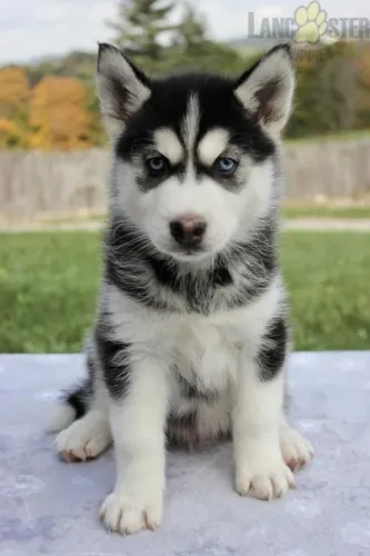 Filhote de Husky Siberiano O Amigo Que Chama Atenção Por Onde Passa