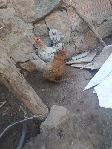 Vendo galinha garnizé