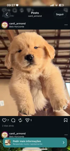Filhote Golden retriver