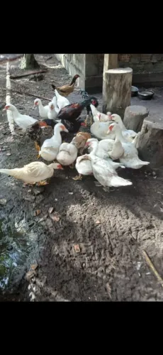 pato abatido para o Círio