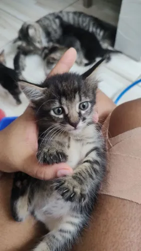 Gatinhas para doação 