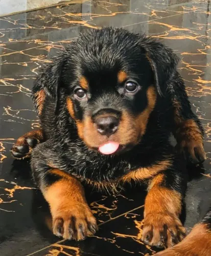 Neném rottweiler de guarda com temperamento selecionado e dócil