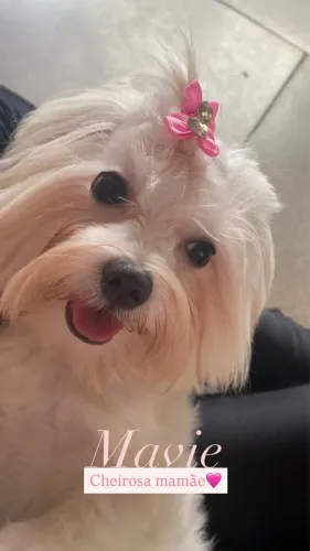Filhotinhos Maltês