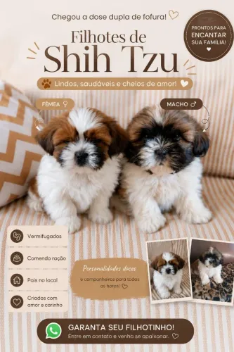 Vende filhotes de Shih Tzu.